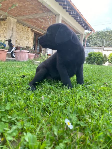 Cuccioli Labrador Retriever con Pedigree | Foto 3