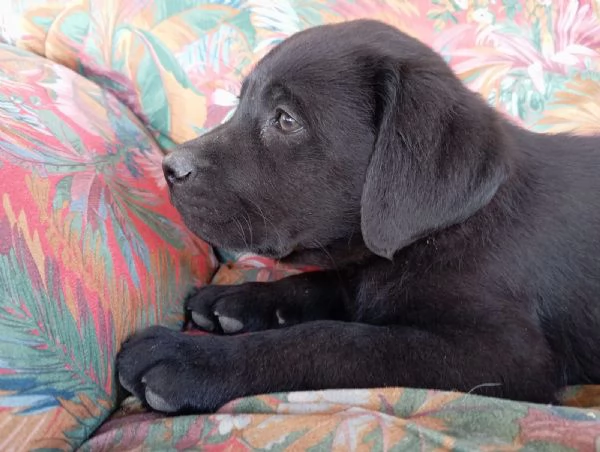 Cuccioli Labrador Retriever con Pedigree