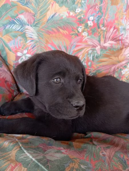 Cuccioli Labrador Retriever con Pedigree | Foto 1
