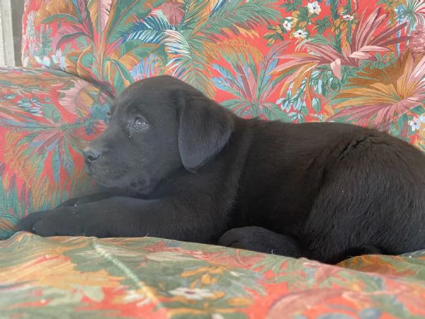 Cuccioli Labrador Retriever con Pedigree | Foto 0