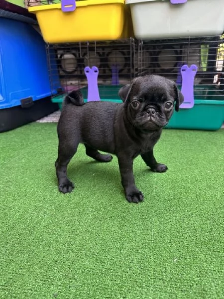 Regalo cuccioli di carlino whAtsapp ( 0039 353 317 4023 ) | Foto 1