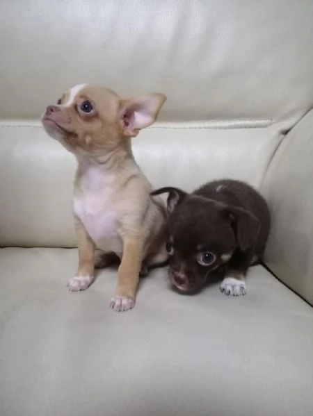 Regalo cuccioli di chihuahua whAtsapp ( 0039 353 317 4023 ) | Foto 0