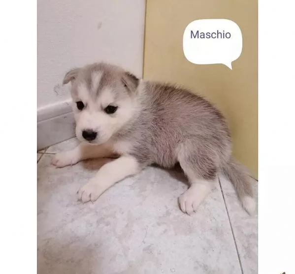 Regalo Cuccioli Husky whAtsapp (0039 353 317 4023 ) | Foto 2