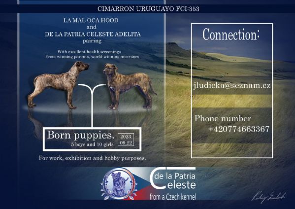 Vendo cuccioli Cimarron Uruguayano | Foto 0