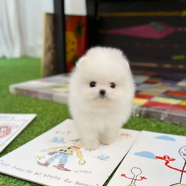 Vendo cuccioli di Pomerania con video pedigree