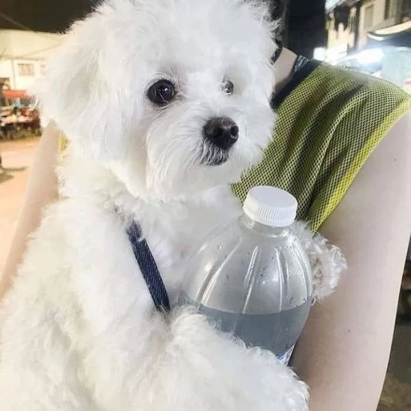 Cuccioli maltesi ben socializzati per la tua bella famiglia Ho due bellissimi cuccioli di maltese Te