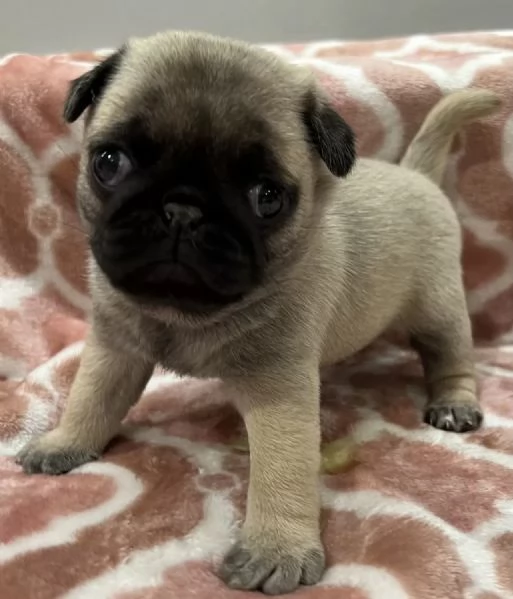 Adotta un cucciolo di carlino whAtsapp ( 0039 353 317 4023 ) | Foto 0