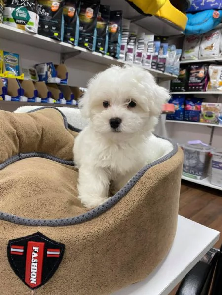 Adotta un cucciolo di maltese whAtsapp (0039 353 317 4023) | Foto 0