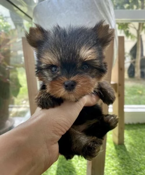Adotta un cucciolo di yorkie whAtsapp ( 0039 353 317 4023 )