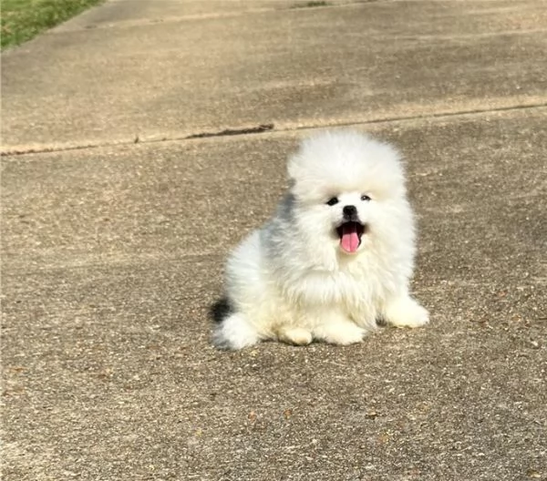 Vendita cucciolo Cuccioli barboncini Pomerania