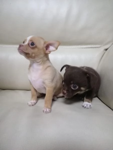 Regalo cuccioli di chihuahua whAtsapp ( 0039 353 317 4023 )