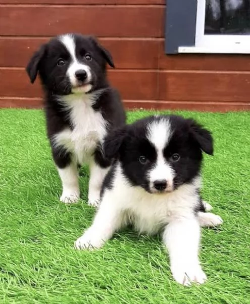 Regalo cuccioli di Border Collie whAtsapp ( 0039 353 317 4023 ) | Foto 2