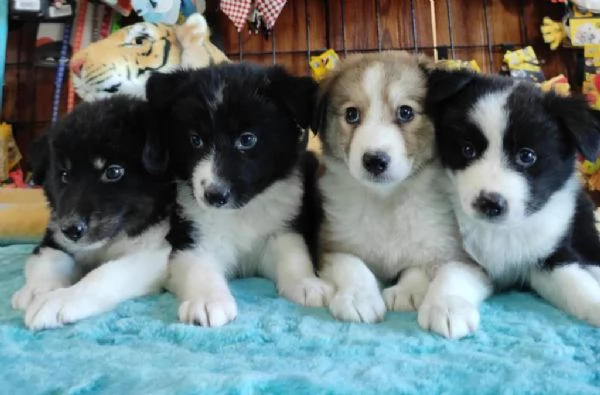 Regalo cuccioli di Border Collie whAtsapp ( 0039 353 317 4023 )