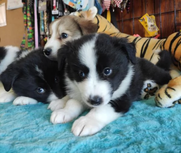 Regalo cuccioli di Border Collie whAtsapp ( 0039 353 317 4023 ) | Foto 0