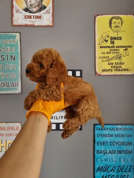 Adotta un barboncino toy whAtsapp ( 0039 353 317 4023 ) | Foto 0
