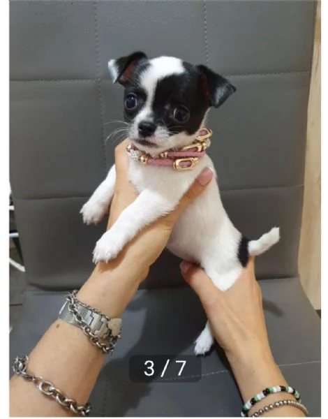 Adotta un cucciolo di chihuahua whAtsapp (0039 353 317 4023) | Foto 3