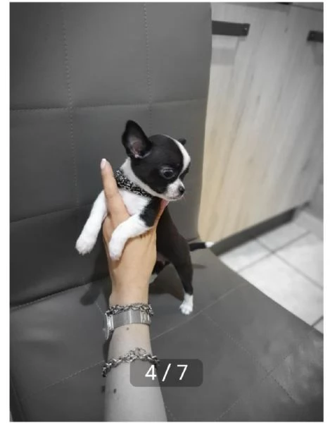 Adotta un cucciolo di chihuahua whAtsapp (0039 353 317 4023) | Foto 1