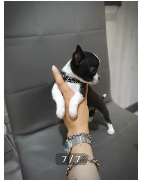 Adotta un cucciolo di chihuahua whAtsapp (0039 353 317 4023) | Foto 0