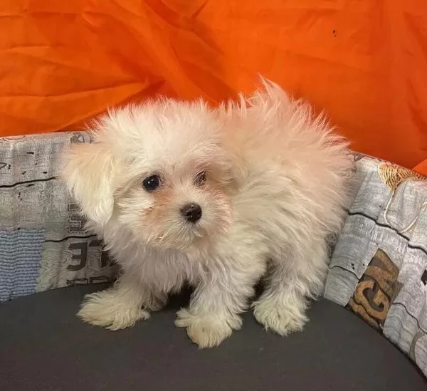 Adotta un cucciolo di maltese whAtsapp (0039 353 317 4023) | Foto 2