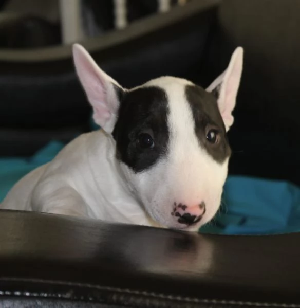 Mini Bull Terrier cuccioli | Foto 6