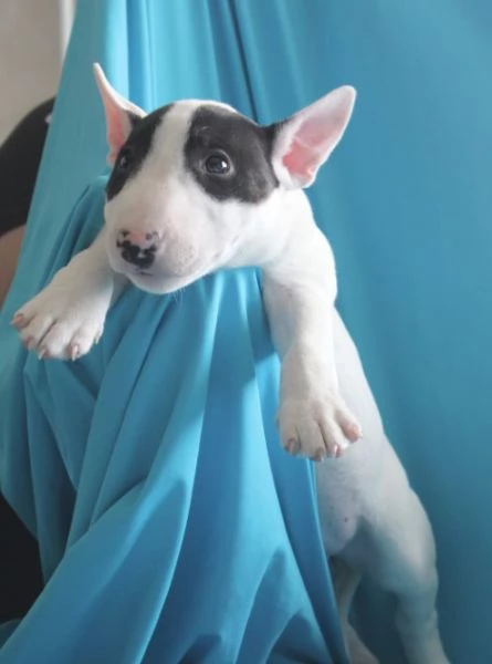 Mini Bull Terrier cuccioli | Foto 5