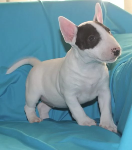 Mini Bull Terrier cuccioli | Foto 4