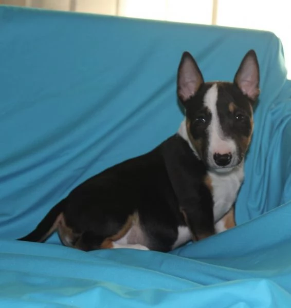 Mini Bull Terrier cuccioli