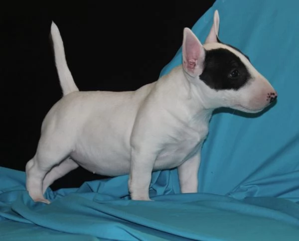 Mini Bull Terrier cuccioli | Foto 3