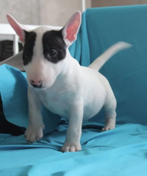 Mini Bull Terrier cuccioli | Foto 1