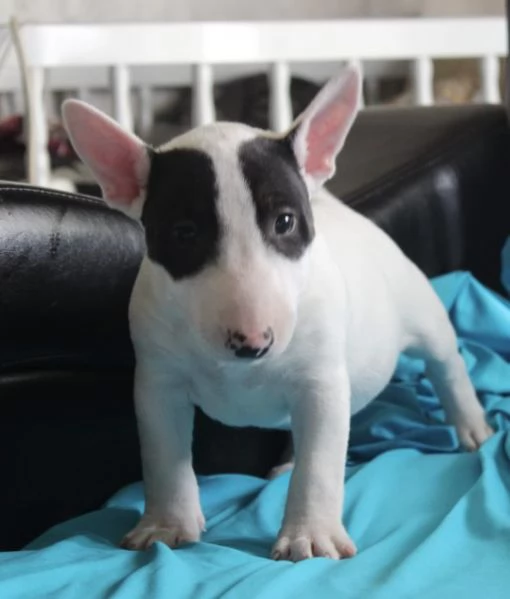 Mini Bull Terrier cuccioli | Foto 0