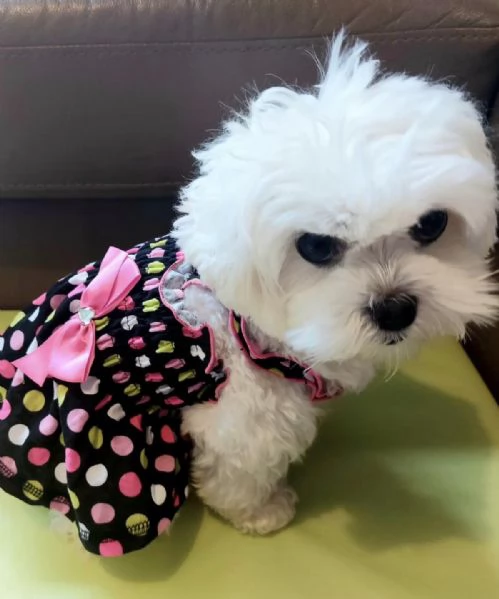 Cuccioli maltesi ben socializzati per la tua bella famiglia Ho due bellissimi cuccioli di maltese Te