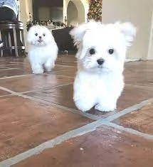  Dolci e giocherelloni cuccioli maltesi in adozione, due maschi e una femmina Maltese dolce e gioche | Foto 0