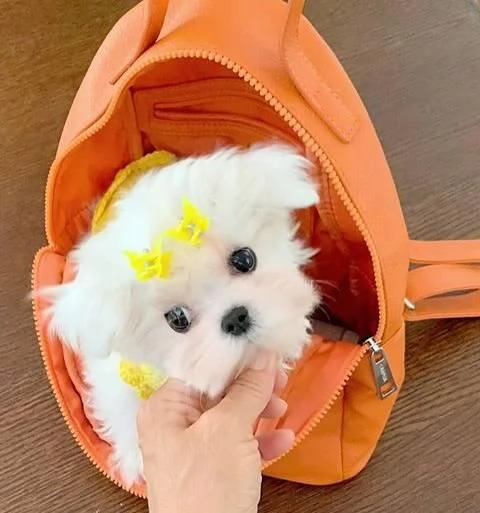 Maltese bianco puro pronto per una nuova casa con urgenza Abbiamo due cani (un maschio e una femmina