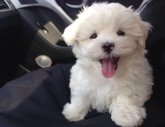 Dolci e giocherelloni cuccioli maltesi in adozione, due maschi e una femmina Maltese dolce e giocher