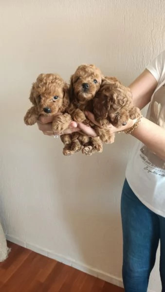Regalo barboncino toy giocoso whAtsapp ( 0039 353 317 4023 )