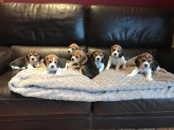 Regalo beagle giocoso whAtsapp ( 0039 353 317 4023 ) | Foto 0