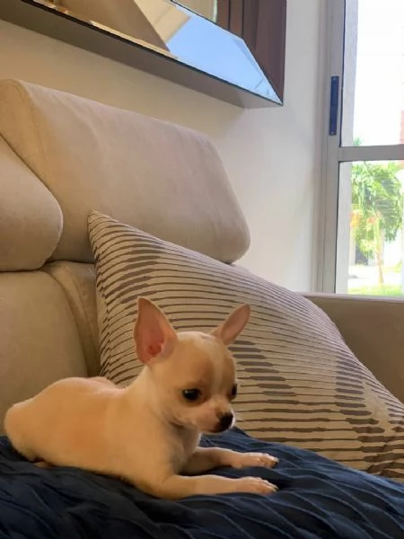 Regalo chihuahua giocoso whAtsapp ( 0039 353 317 4023 ) | Foto 2