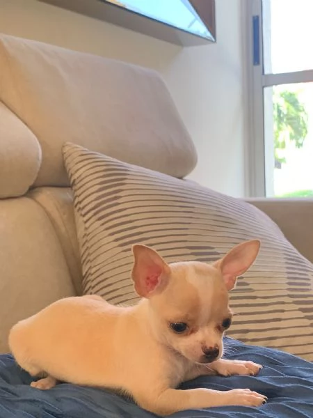 Regalo chihuahua giocoso whAtsapp ( 0039 353 317 4023 ) | Foto 1