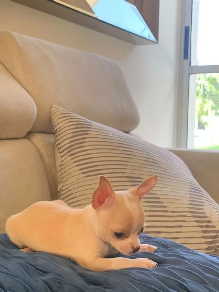 Regalo chihuahua giocoso whAtsapp ( 0039 353 317 4023 ) | Foto 0