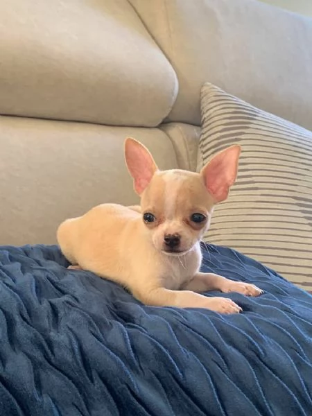 Regalo chihuahua giocoso whAtsapp ( 0039 353 317 4023 )