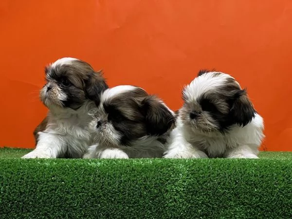 Regalo giocoso Shih Tzu whAtsapp ( 0039 353 317 4023 ) | Foto 1