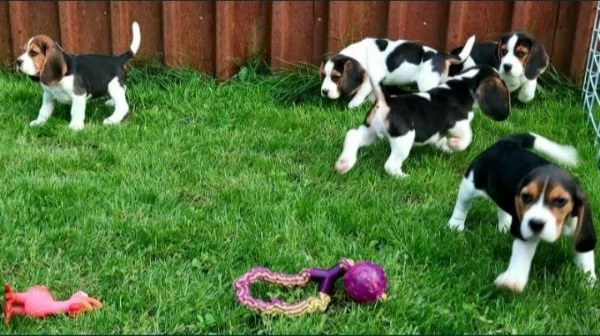 Regalo cuccioli beagle whAtsapp (0039 353 317 4023 ) | Foto 2