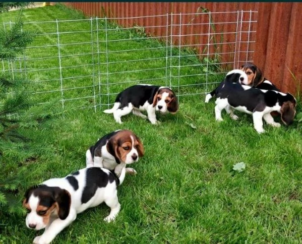 Regalo cuccioli beagle whAtsapp (0039 353 317 4023 )