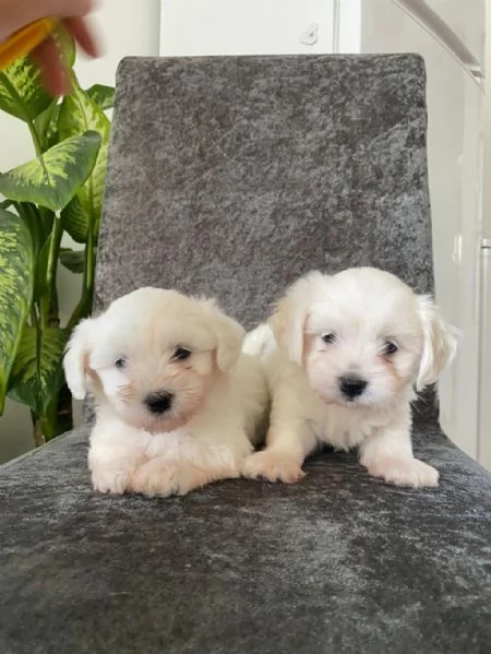 Regalo cuccioli maltesi whAtsapp (0039 353 317 4023) | Foto 3