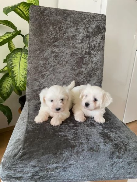 Regalo cuccioli maltesi whAtsapp (0039 353 317 4023) | Foto 1