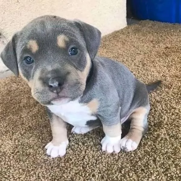 adorabili cuccioli di pitbull  in adozione, | Foto 0