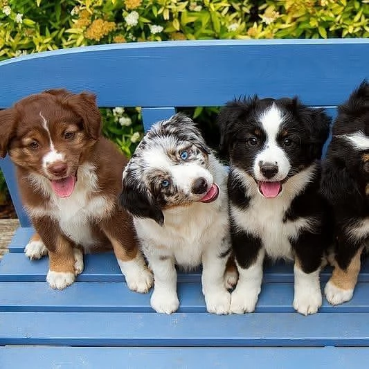 Hermosos cachorros de pastor australiano