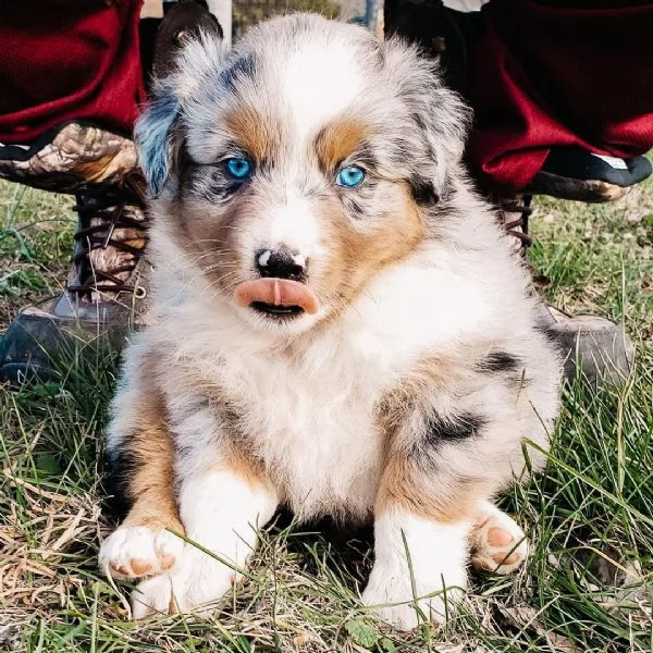 Hermosos cachorros de pastor australiano | Foto 0