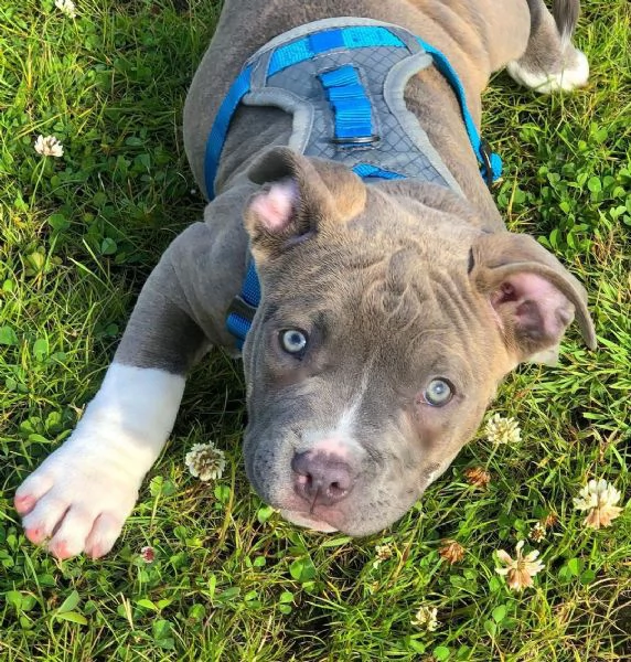 Cuccioli di Pitbull