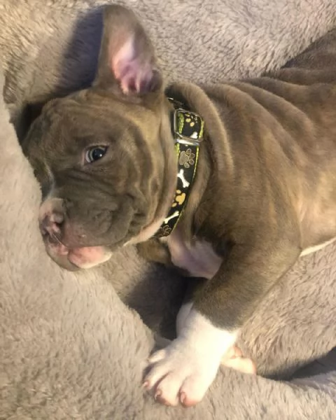 Cuccioli di Pitbull con pedigree